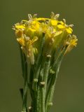 Erysimum hieraciifolium. Соцветие на верхушке побега. Белгородская обл., пос. Борисовка, зарастающий песчаный карьер. 01.07.2009.