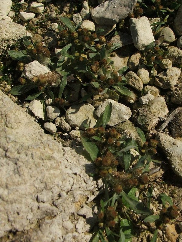 Изображение особи Gnaphalium rossicum.