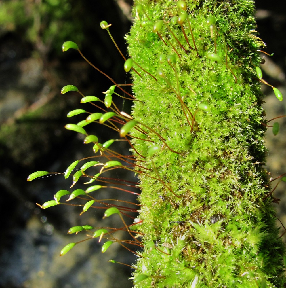 Image of Campylidium sommerfeltii specimen.