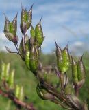 Delphinium retropilosum. Часть соплодия с незрелыми плодами. Окр. Томска, луг в пойме Томи. 14.08.2009.