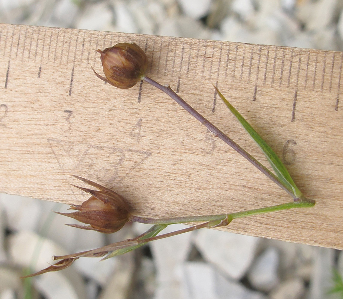 Image of Linum nervosum specimen.