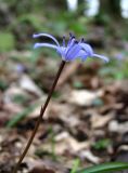 Scilla bifolia