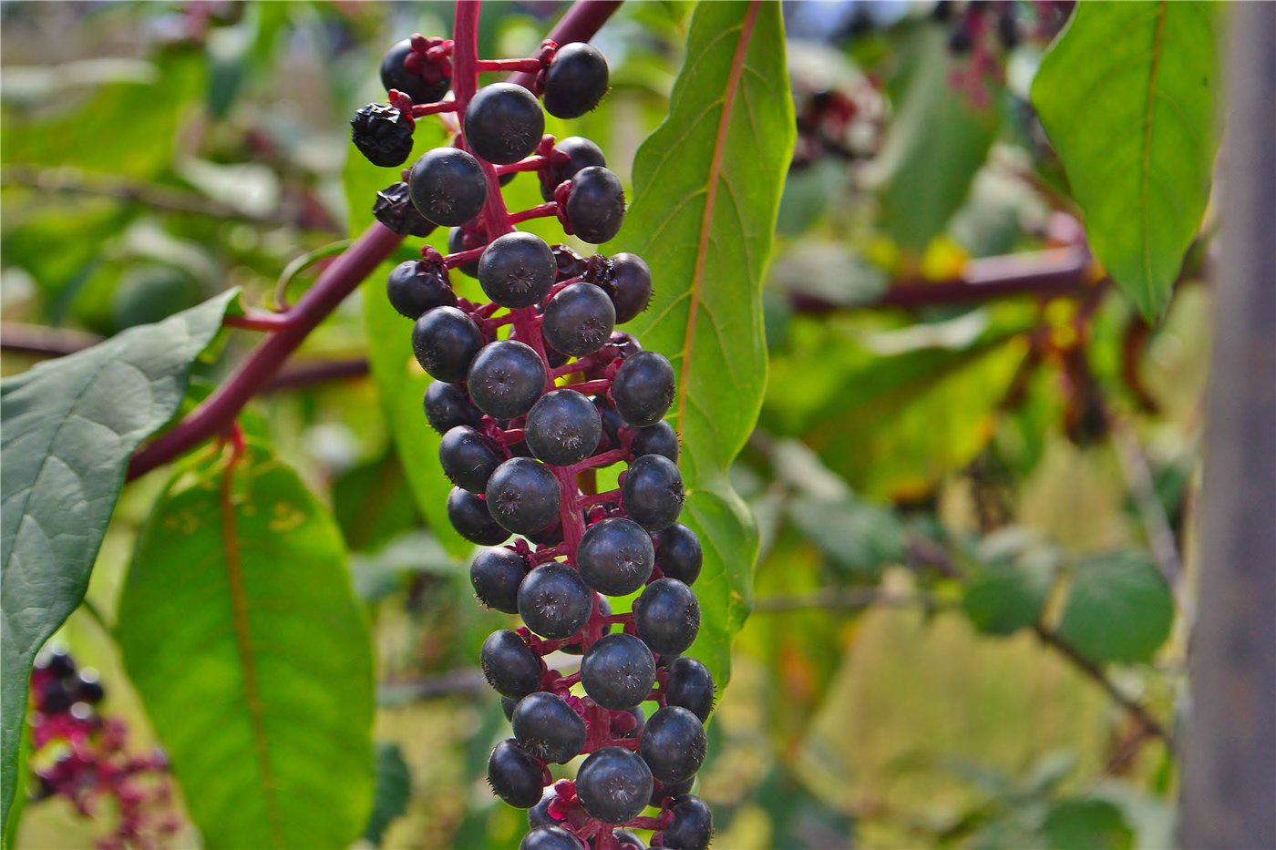 Image of Phytolacca americana specimen.