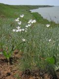 Eremogone micradenia. Цветущие растения. Западный Крым, южный берег оз. Кызыл-Яр. 18 мая 2015 г.
