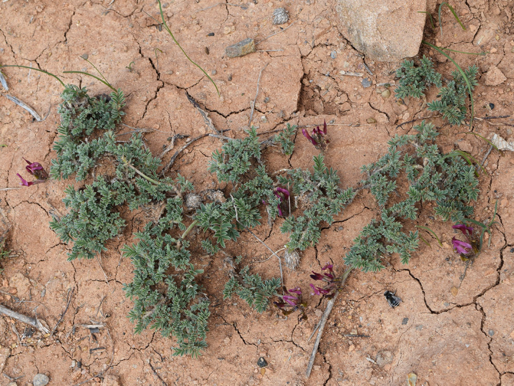 Image of Astragalus dolichocarpus specimen.