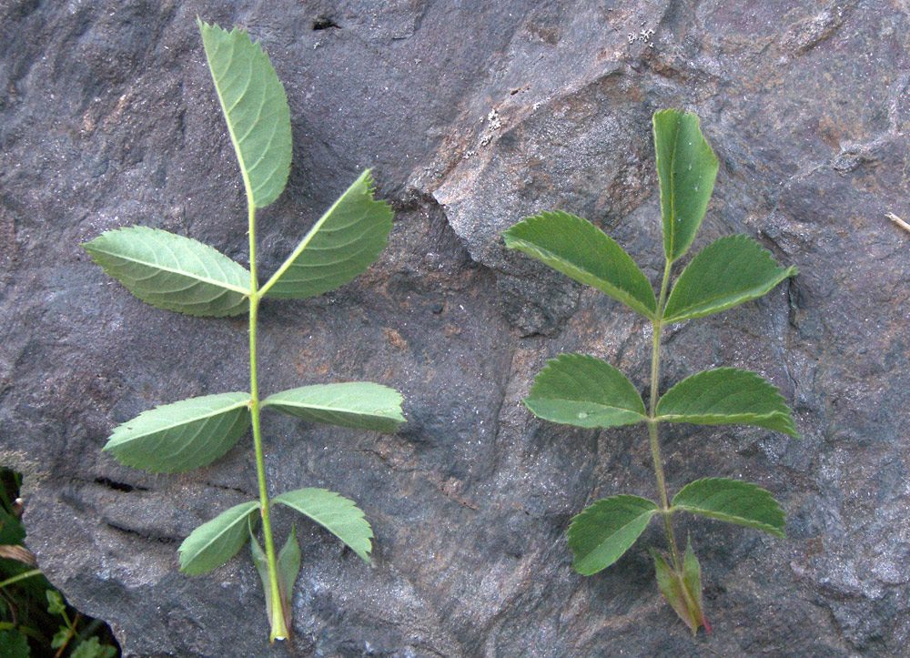 Image of Rosa teberdensis specimen.