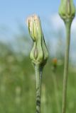 Tragopogon pratensis. Верхушка побега с раскрывающимся соплодием. Ленинградская обл., Волосовский р-н, луг на обочине шоссе. 08.06.2014.