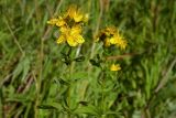 Hypericum maculatum