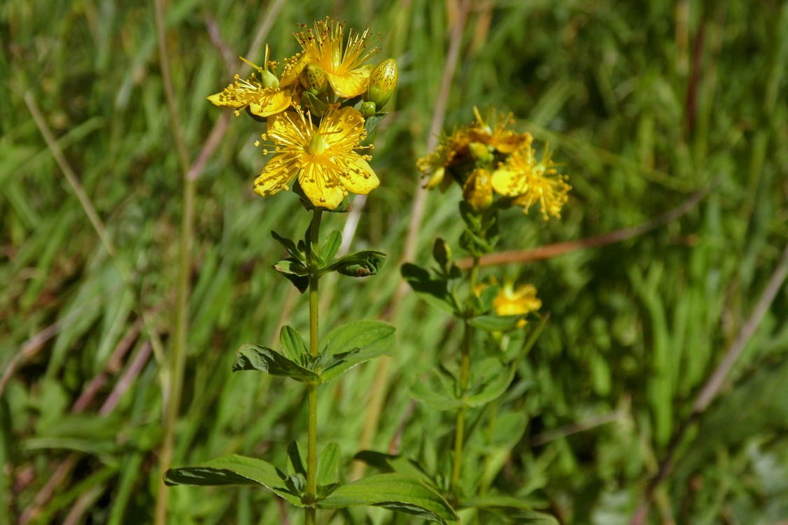Image of Hypericum maculatum specimen.