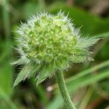 Knautia arvensis