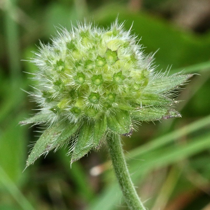 Image of Knautia arvensis specimen.
