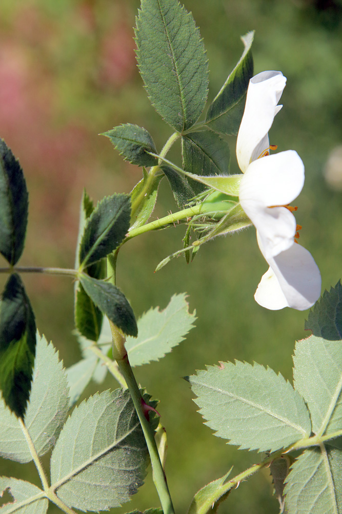 Изображение особи Rosa transturkestanica.