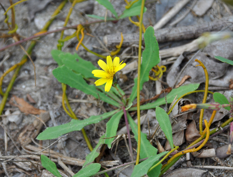 Image of Launaea sarmentosa specimen.