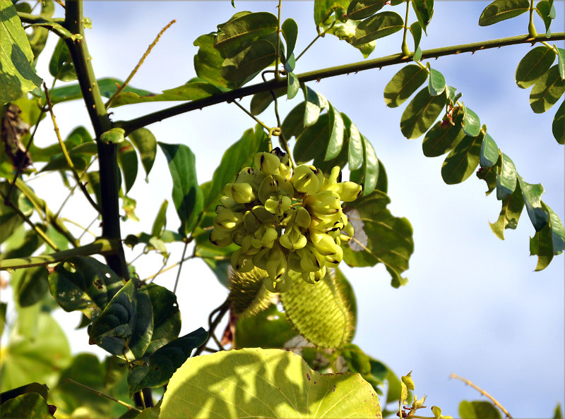 Изображение особи Mucuna gigantea.