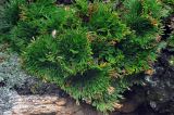 Selaginella tamariscina. Вегетирующие растения. Приморье, Ольгинский р-н, долина р. Милоградовка, на скалах. 21.08.2015.