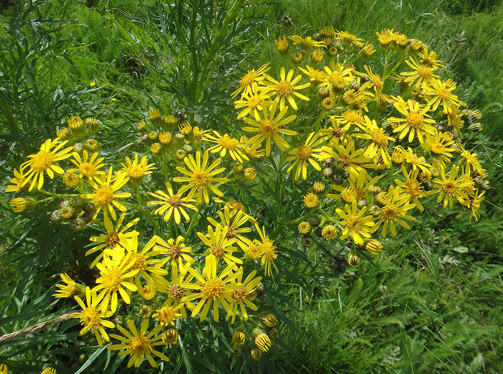 Изображение особи Senecio erucifolius.