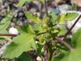 Xanthium orientale