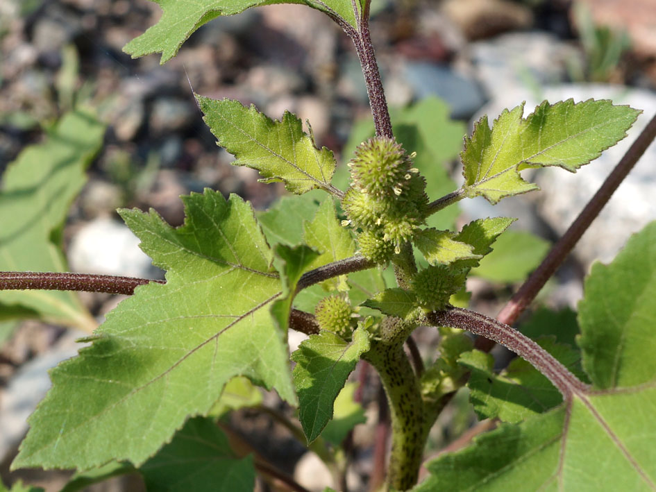 Image of Xanthium orientale specimen.