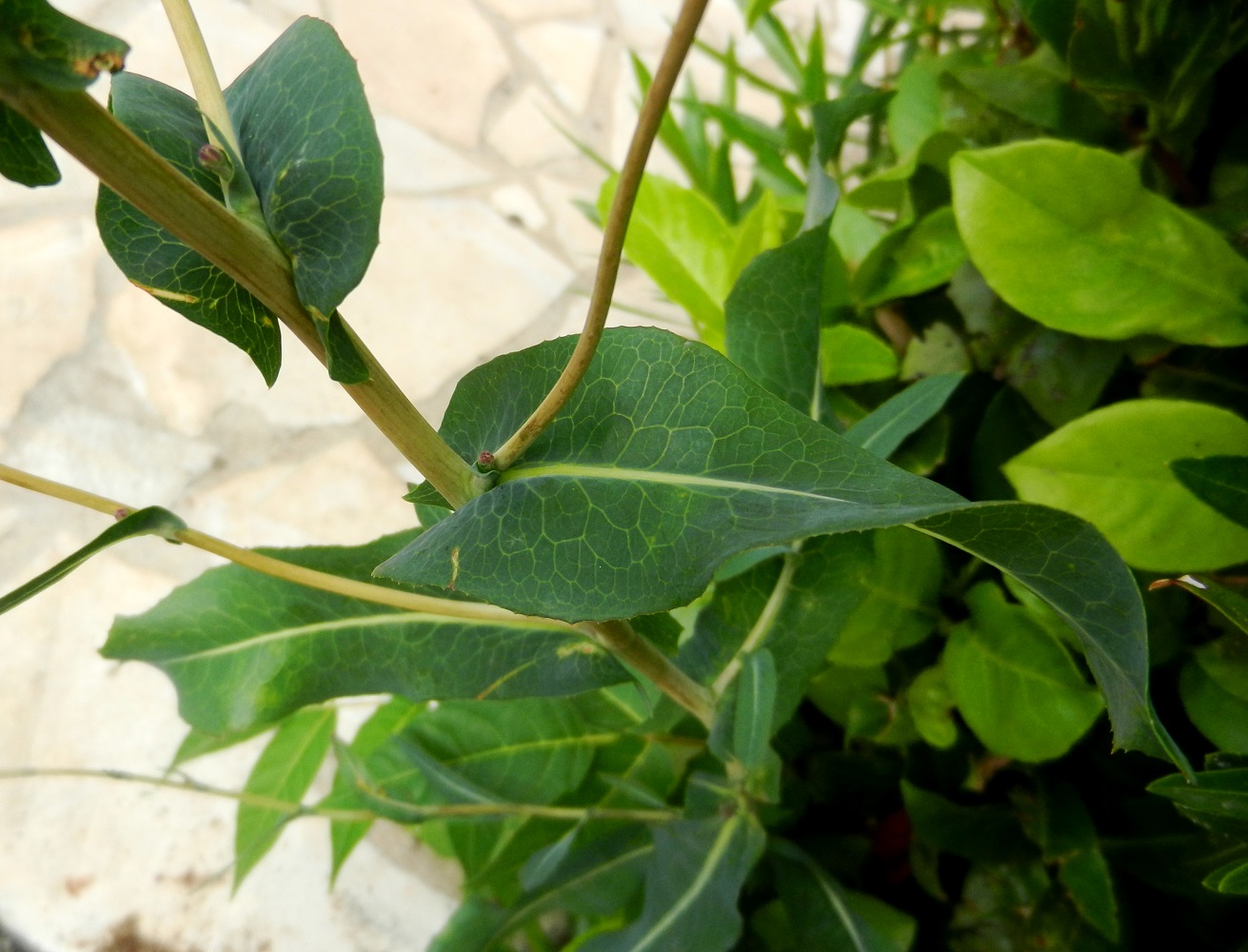 Image of Lactuca serriola specimen.