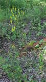 Melilotus officinalis. Цветущее растение. Челябинская обл., окр. г. Челябинск, Золотая горка, обочина дороги в берёзовом лесу. 03.07.2014.