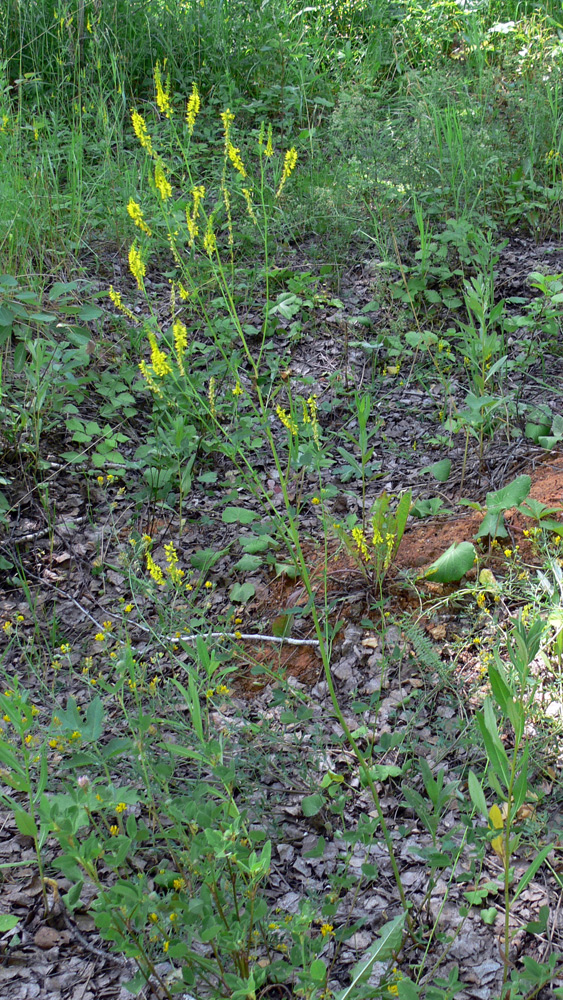 Изображение особи Melilotus officinalis.