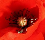 Papaver rhoeas