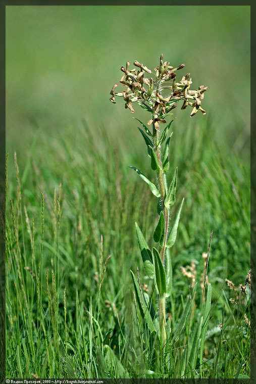 Image of Hesperis tristis specimen.