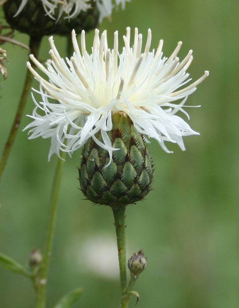 Изображение особи Centaurea scabiosa.