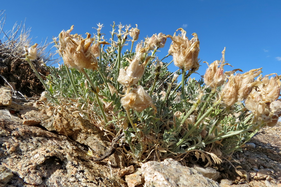 Image of Astragalus arkalycensis specimen.