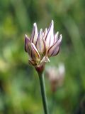 Allium korolkowii