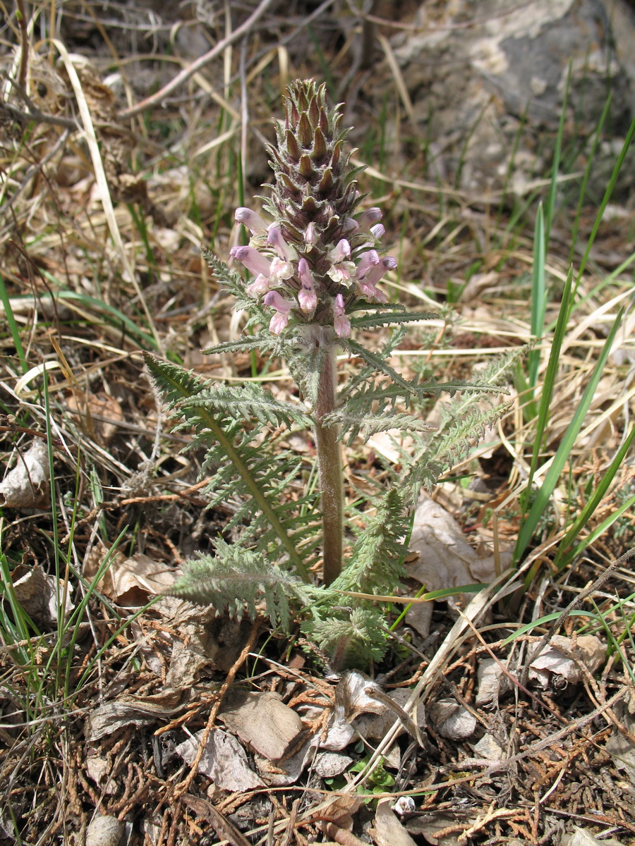 Image of Pedicularis olgae specimen.