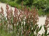 genus Rumex. Плодоносящие растения. Кыргызстан, Нарынская обл., левый берег р. Нарын, окр. с. Алыш, в придорожной канаве. 08.07.2015.