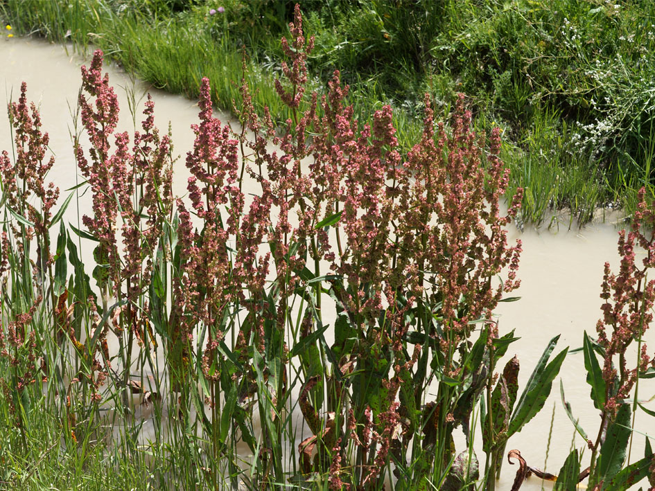 Image of genus Rumex specimen.