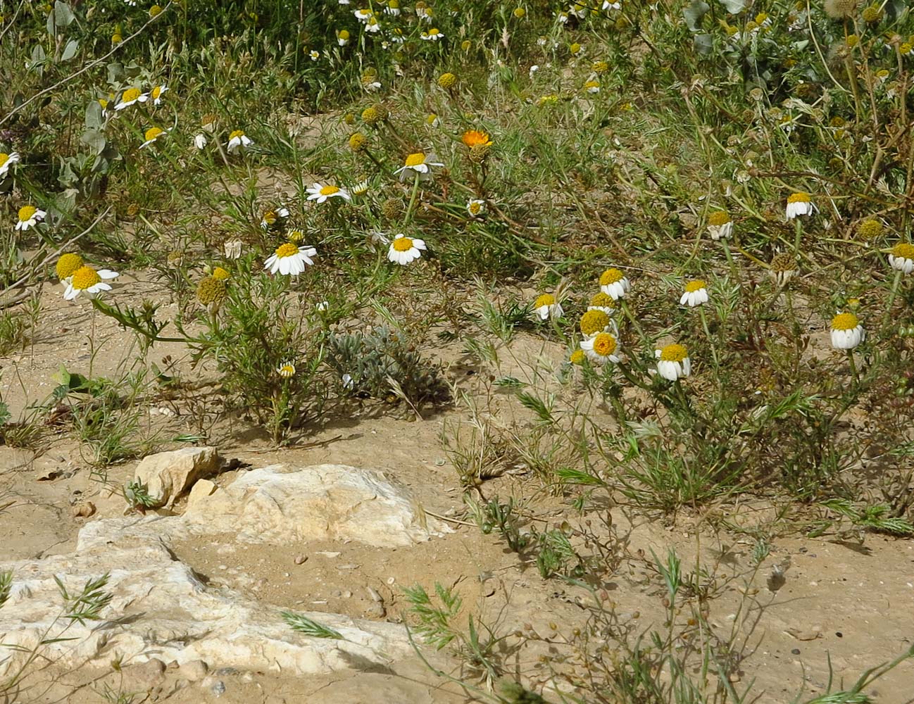 Изображение особи Anthemis pseudocotula.