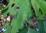 Catalpa bignonioides