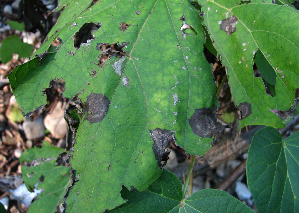 Image of Catalpa bignonioides specimen.