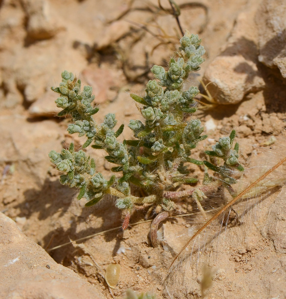 Изображение особи Salsola inermis.