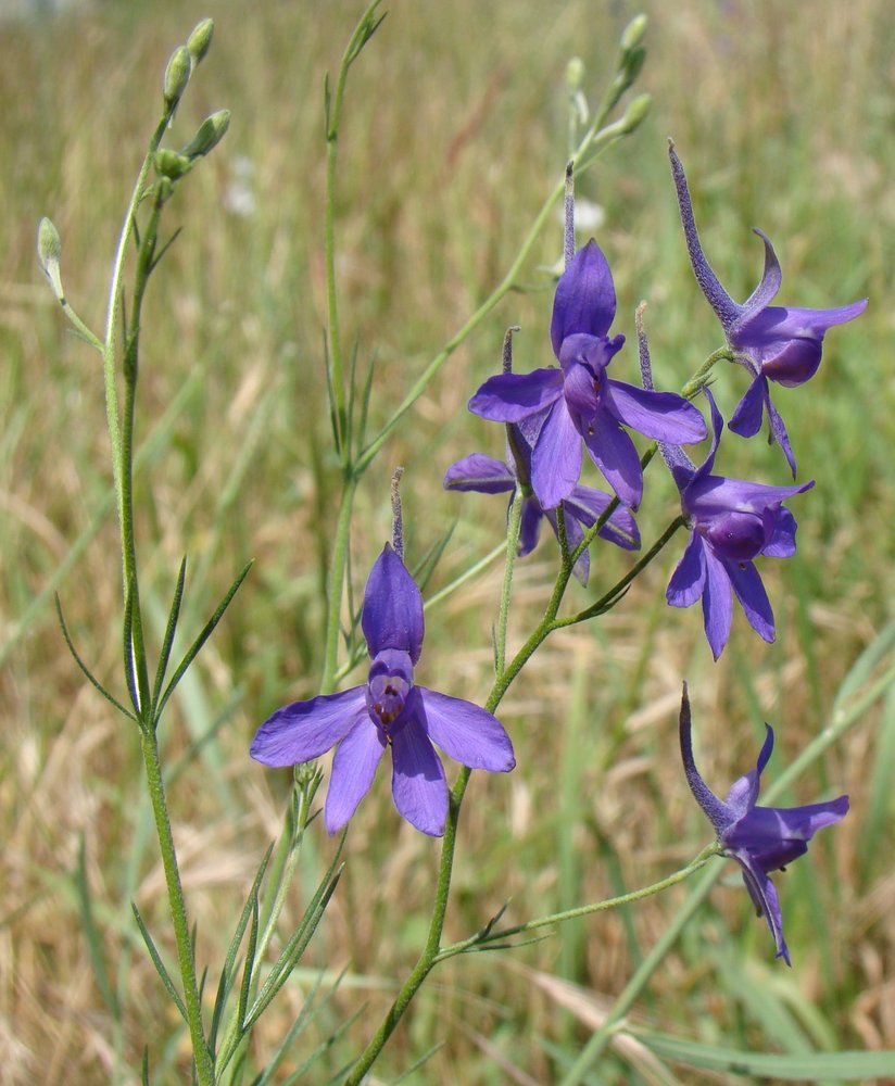 Image of Delphinium paniculatum specimen.