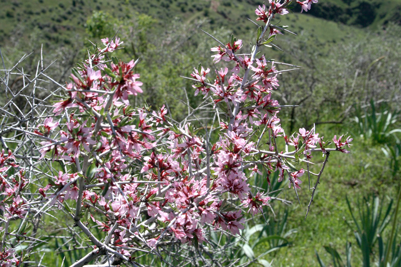 Изображение особи Amygdalus spinosissima.