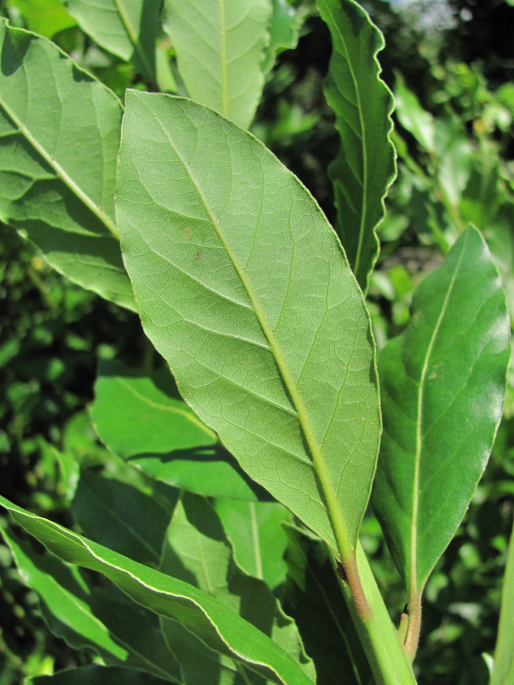 Image of Laurus nobilis specimen.