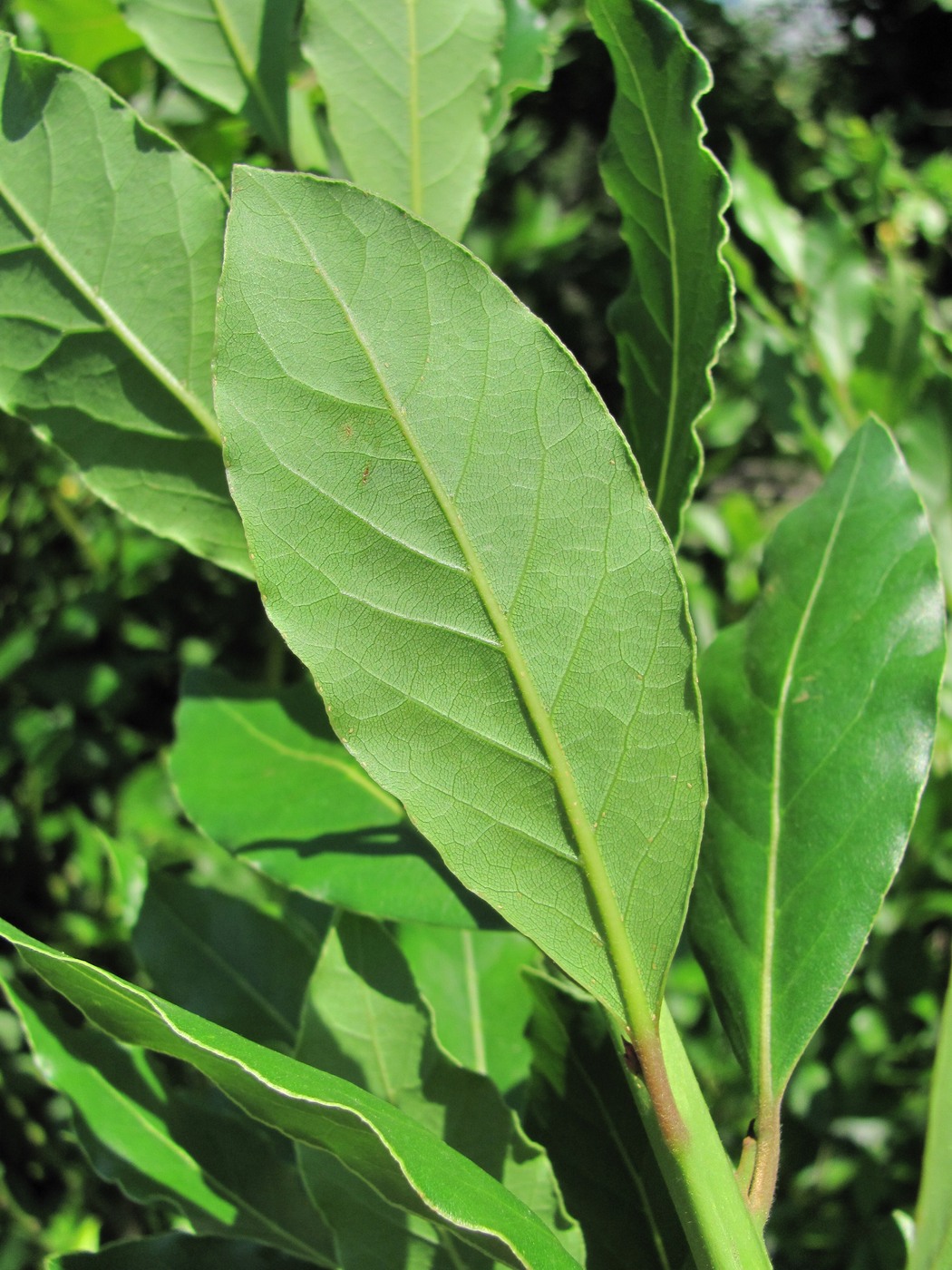 Изображение особи Laurus nobilis.