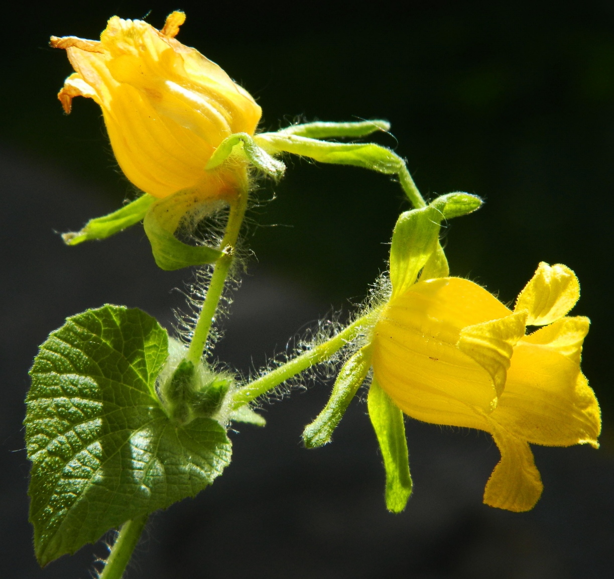 Image of Thladiantha dubia specimen.