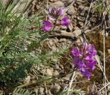 Oxytropis teres