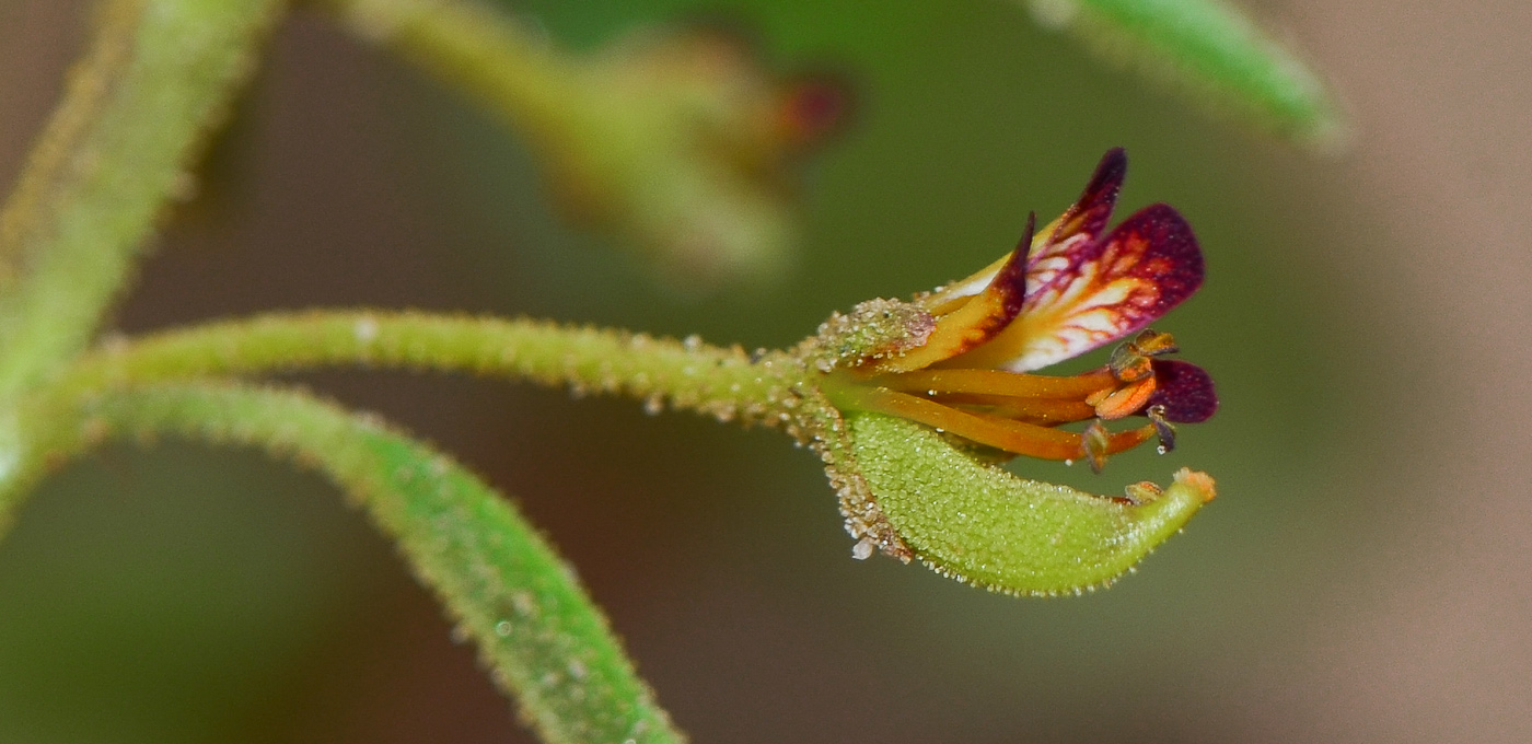 Image of Cleome amblyocarpa specimen.