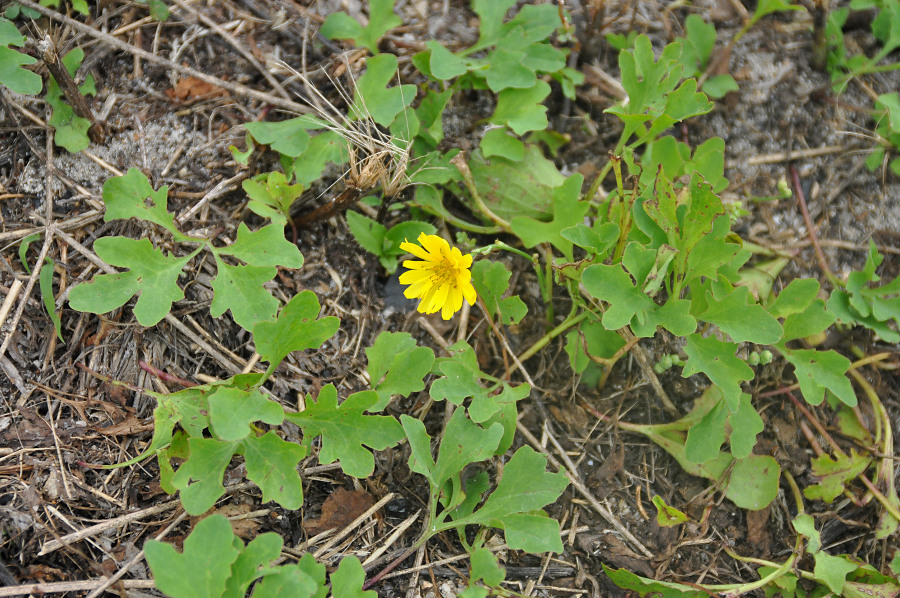 Image of Chorisis repens specimen.