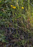 род Ranunculus