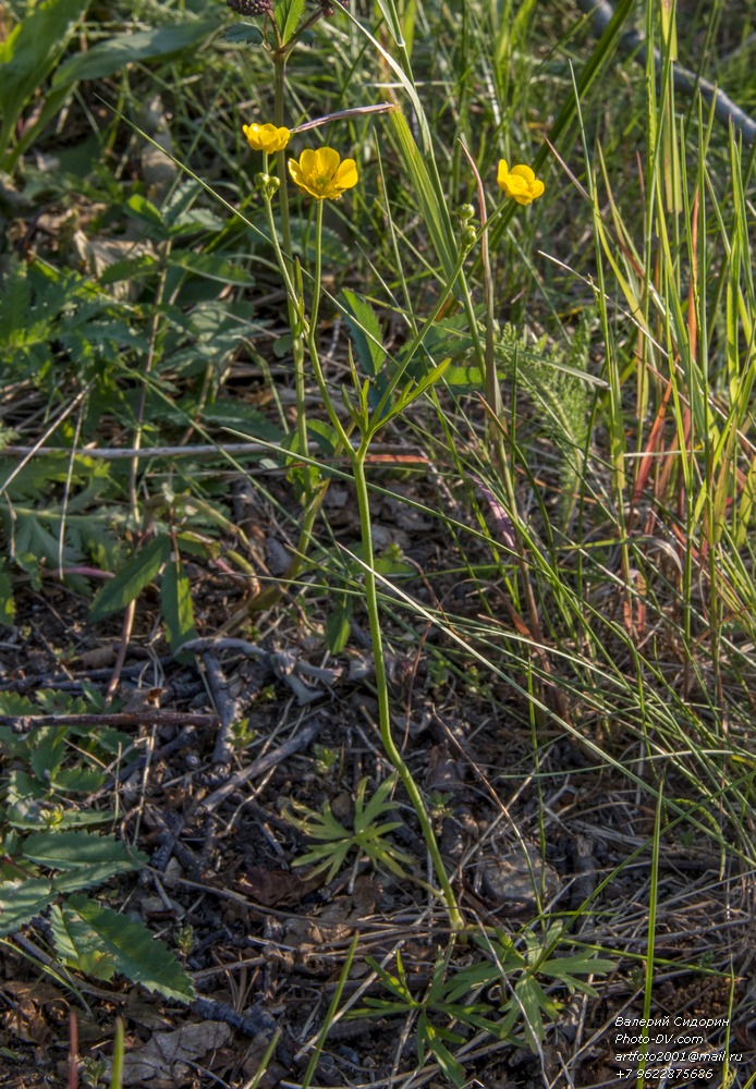 Image of genus Ranunculus specimen.