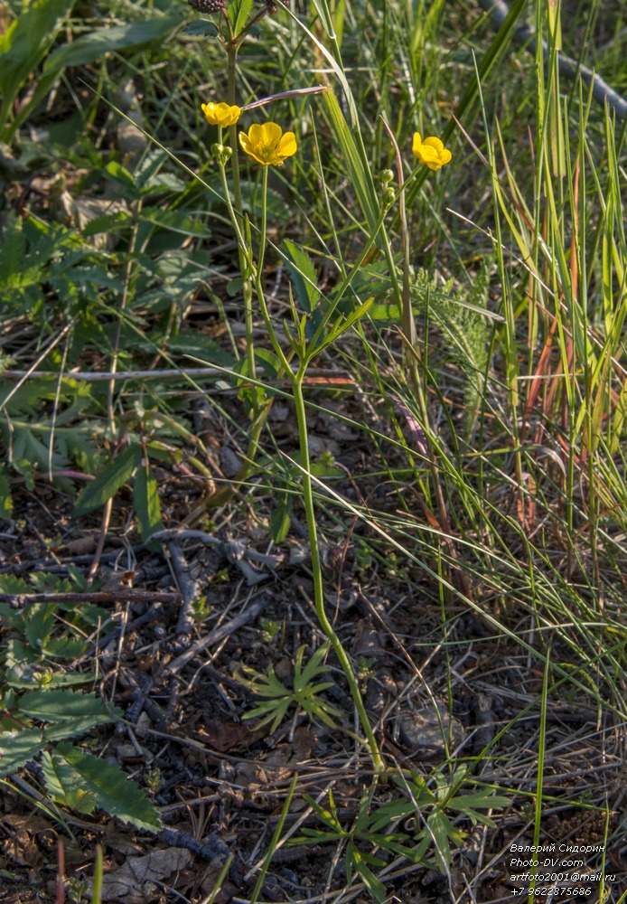 Изображение особи род Ranunculus.