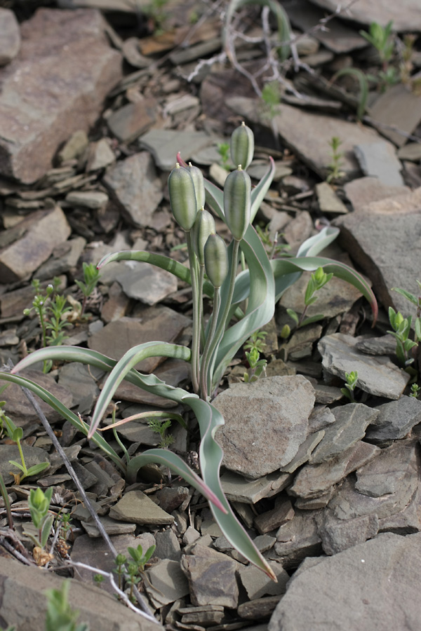 Image of Tulipa orthopoda specimen.