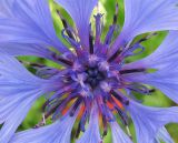 Centaurea cyanus